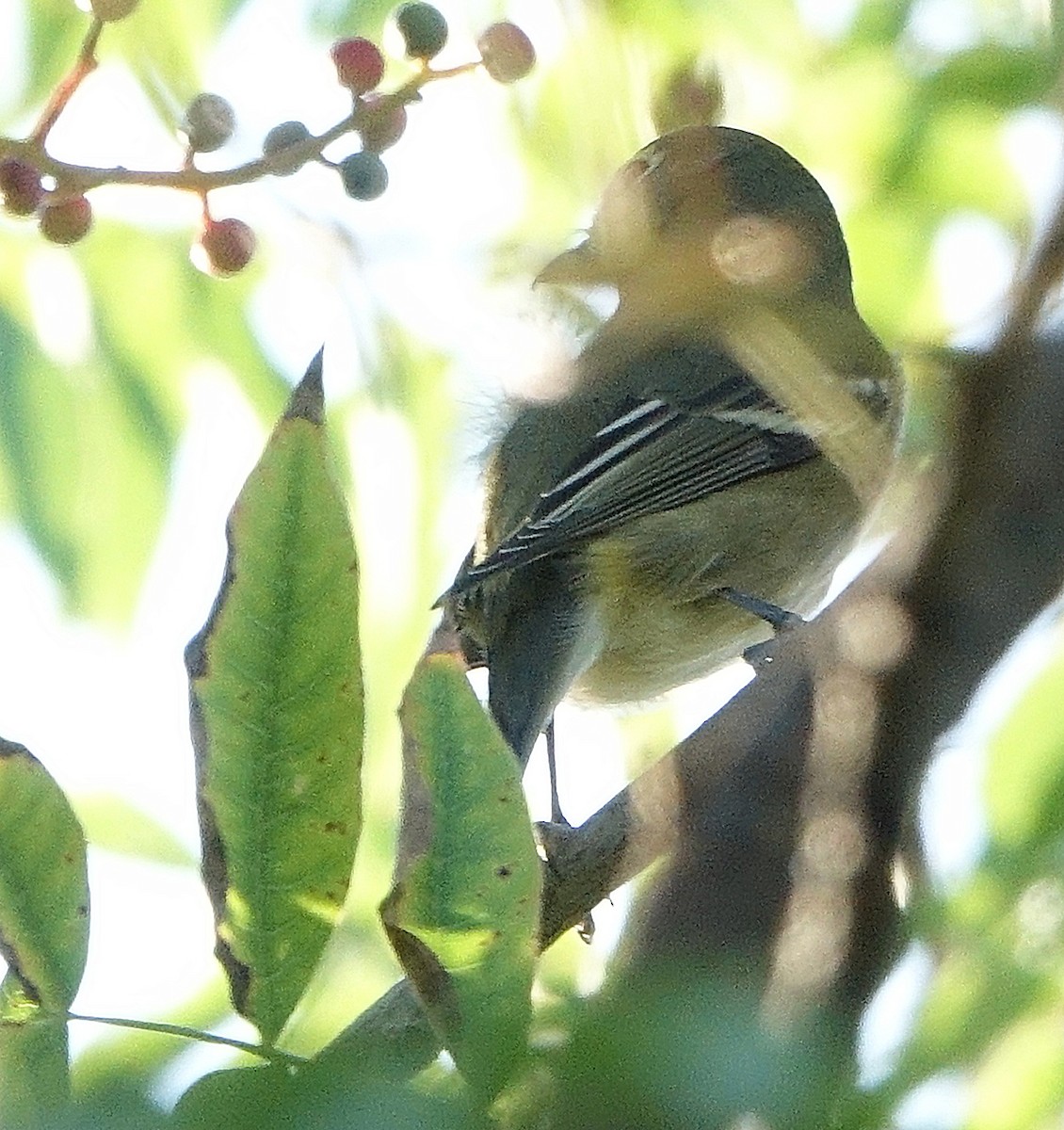 Cassin's Vireo - ML624028769