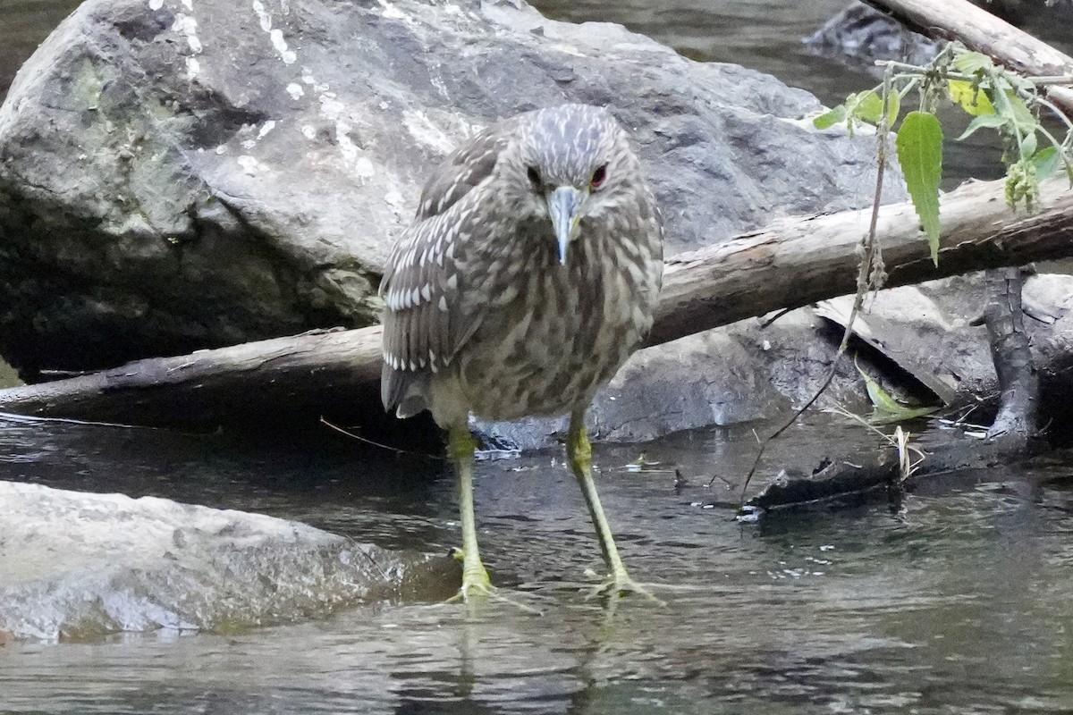 Black-crowned Night Heron - ML624028770