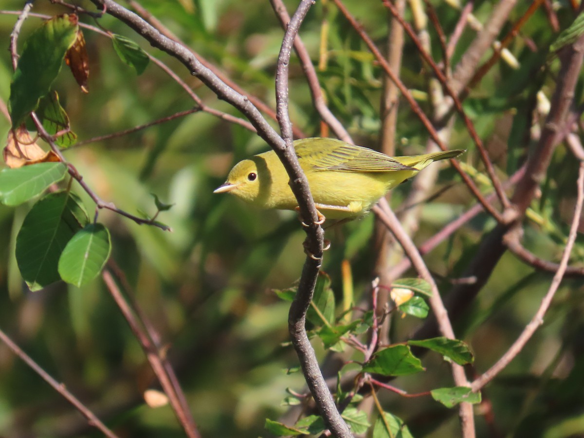 Yellow Warbler - ML624028771