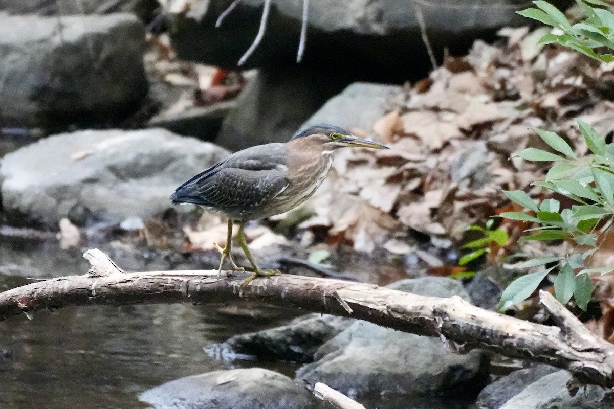 Green Heron - ML624028772