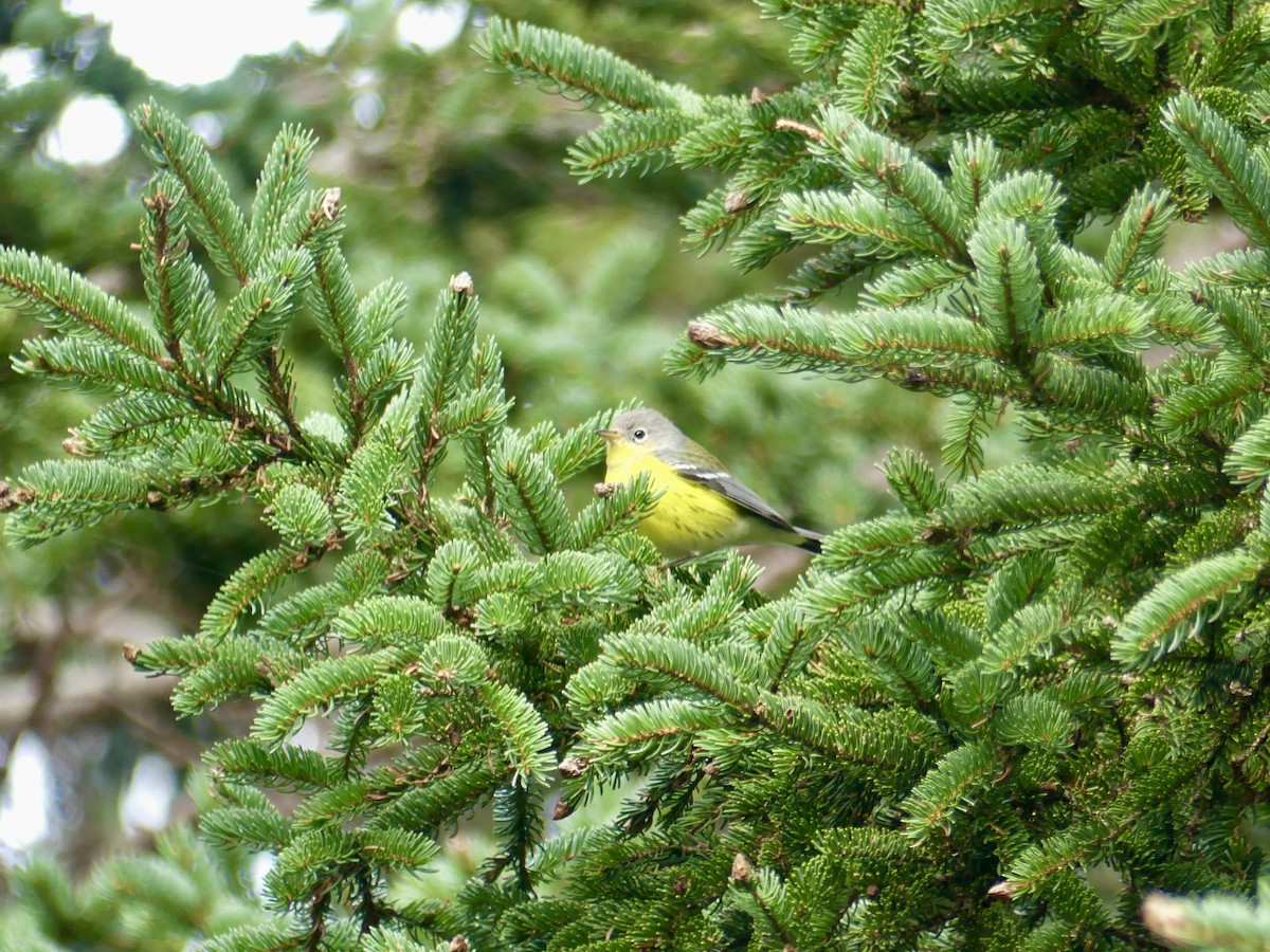 Magnolia Warbler - ML624028773