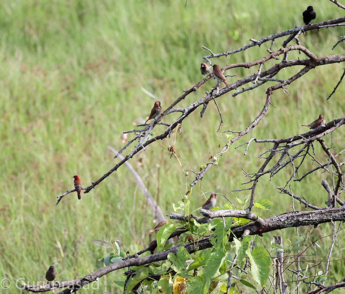 Scaly-breasted Munia - ML624028774