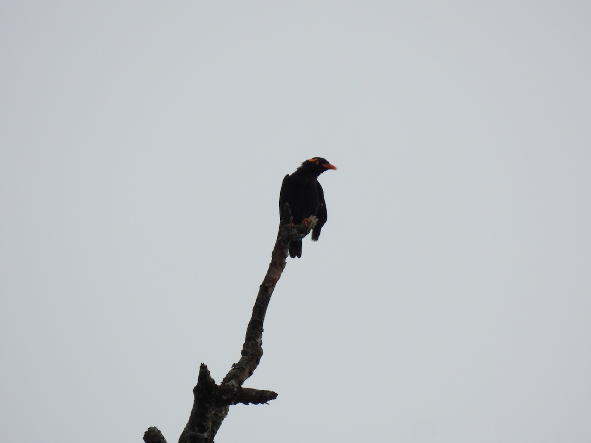 Southern Hill Myna - ML624028778