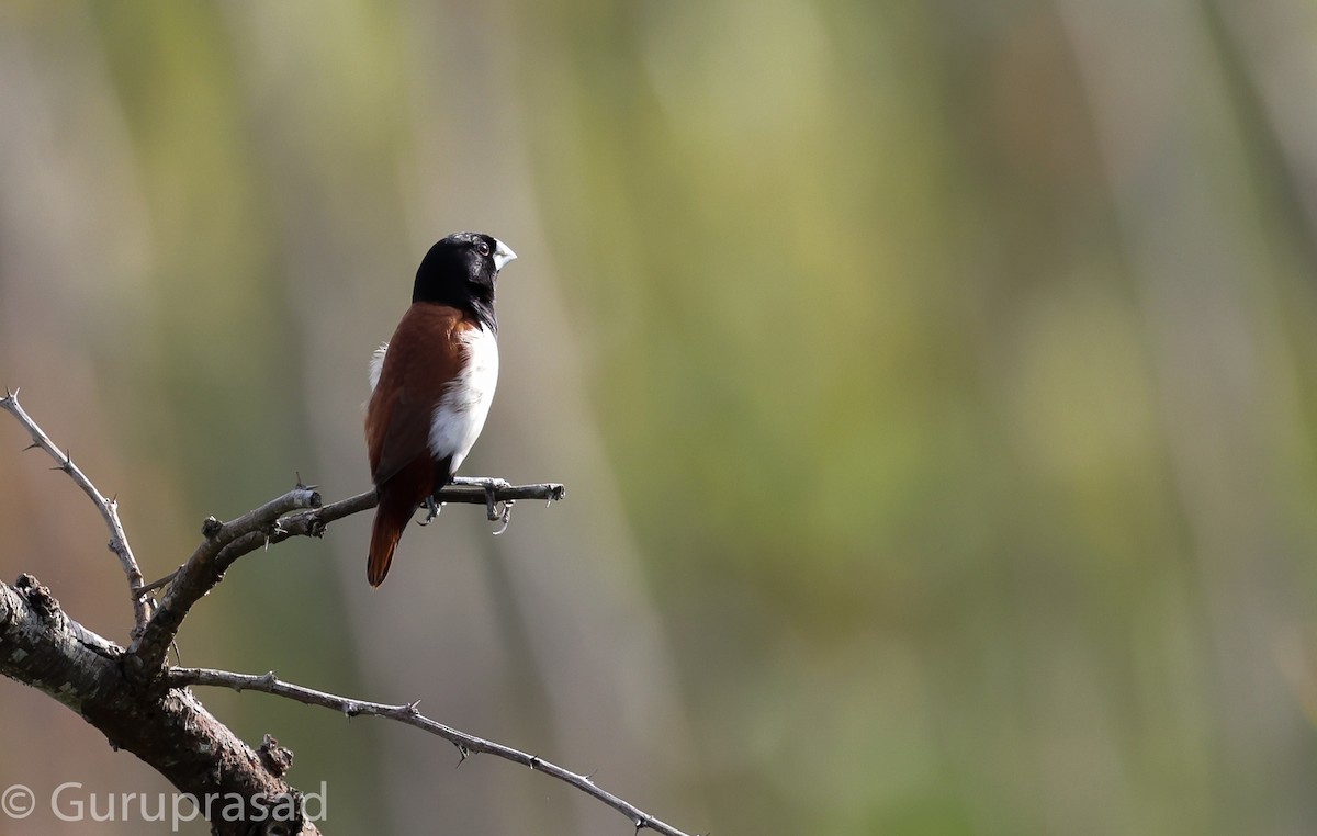 Tricolored Munia - ML624028782