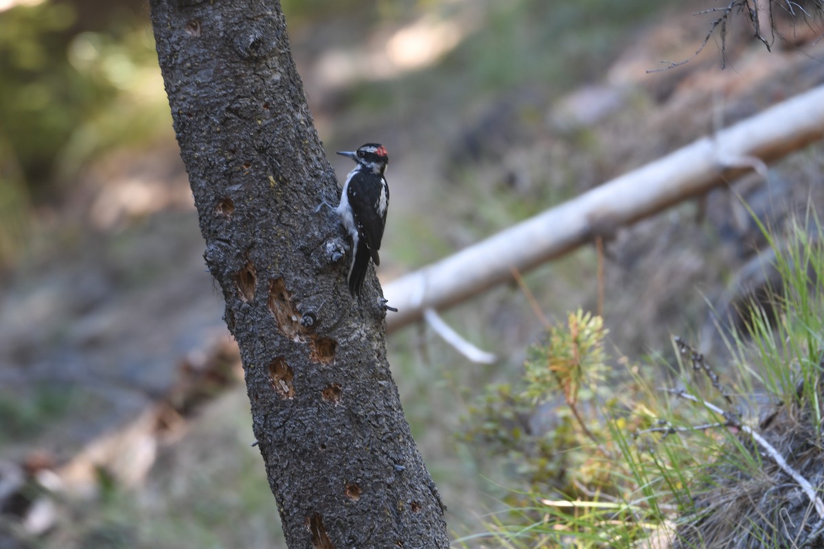 Hairy Woodpecker - ML624028786