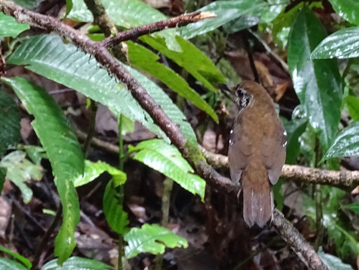 Spot-winged Thrush - ML624028791