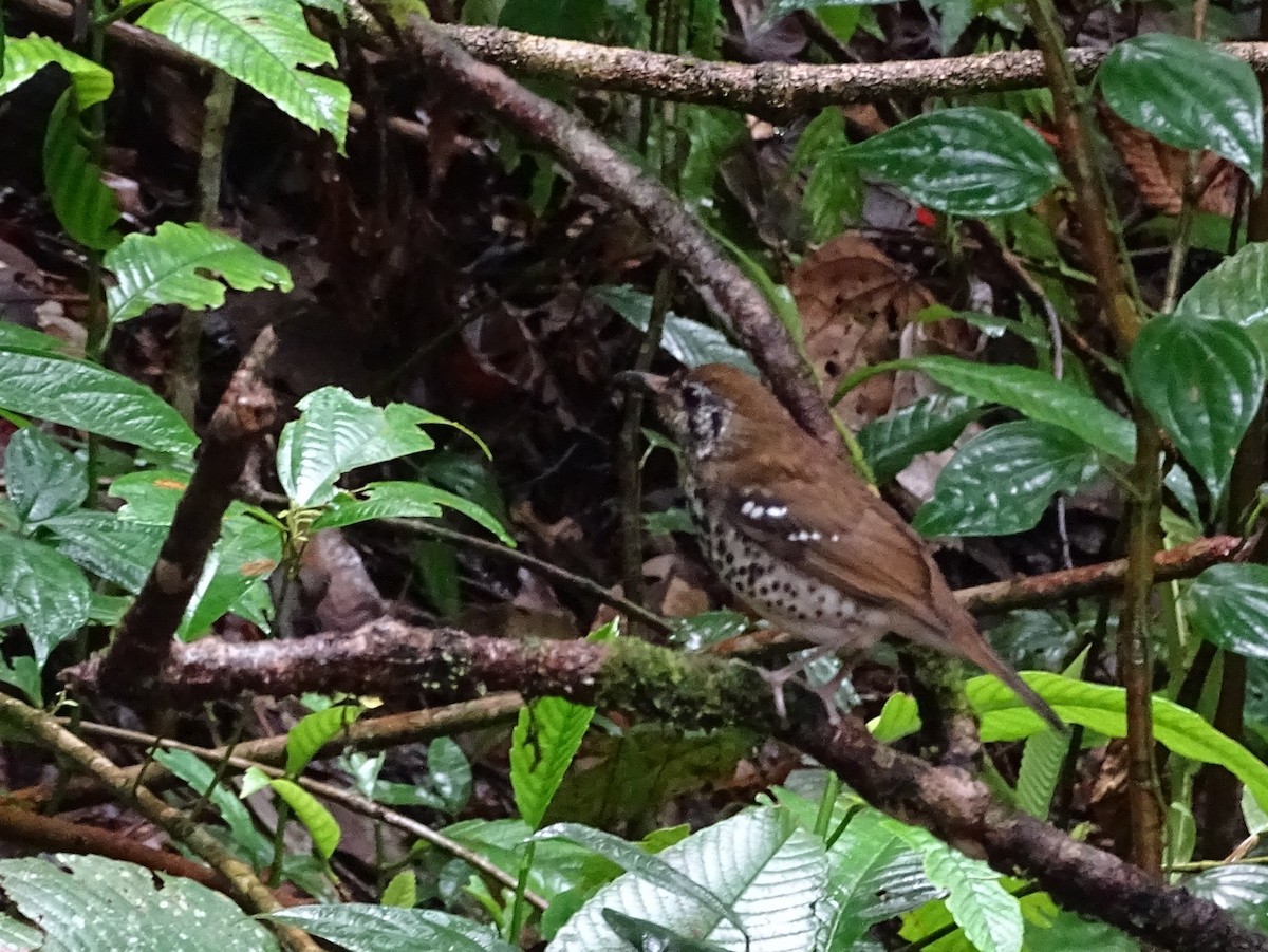 Spot-winged Thrush - ML624028792