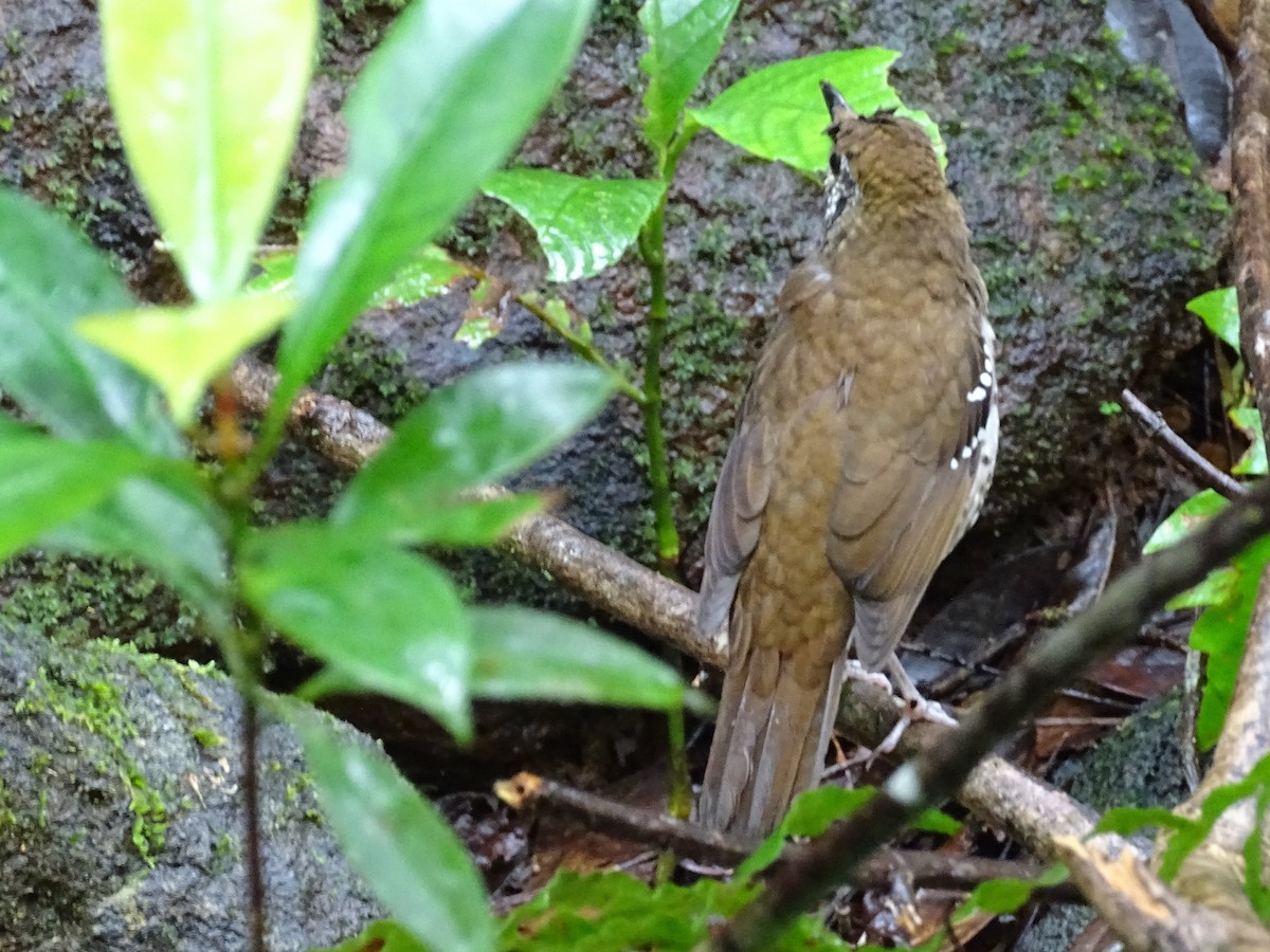 Spot-winged Thrush - ML624028798