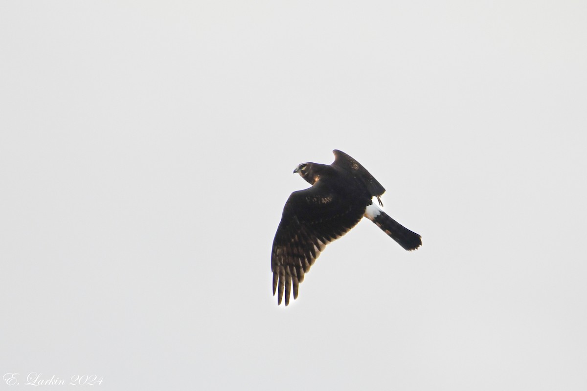 Northern Harrier - ML624028807