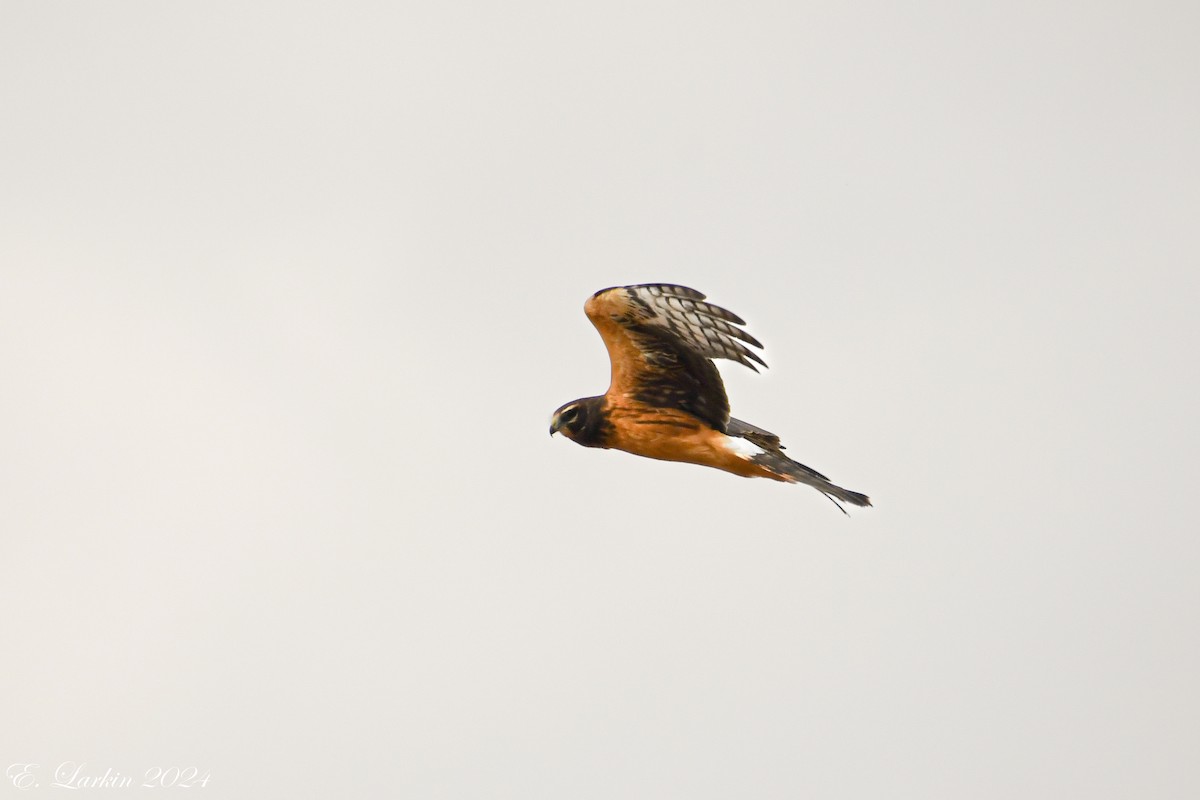 Northern Harrier - ML624028808