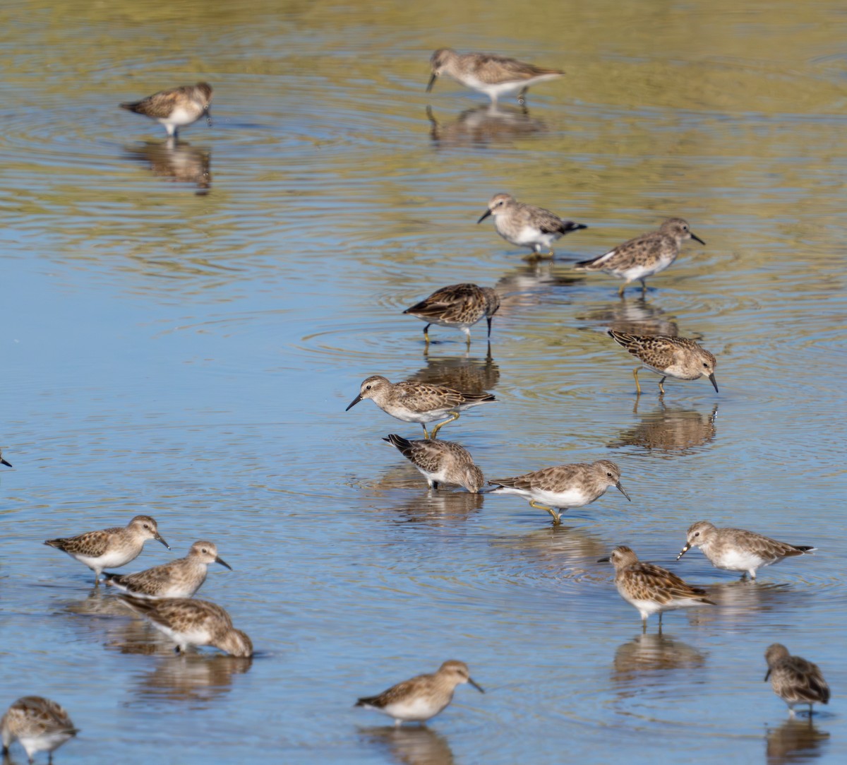 Least Sandpiper - ML624028817