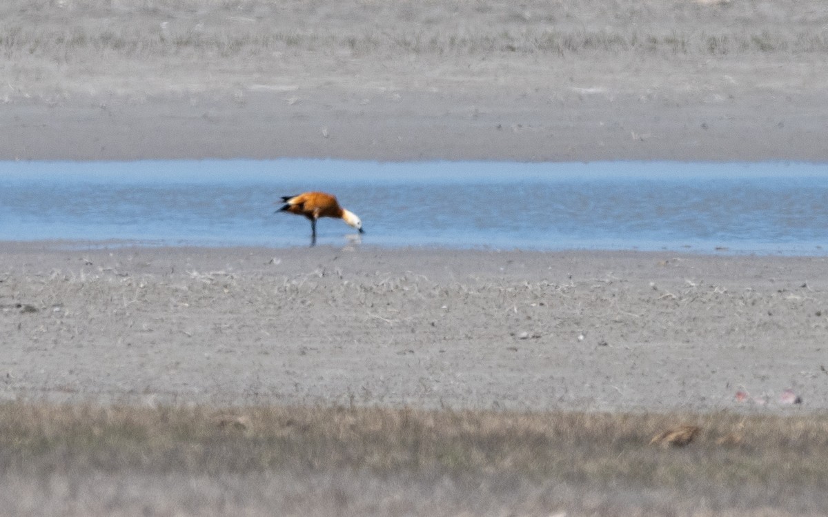 Ruddy Shelduck - ML624028819