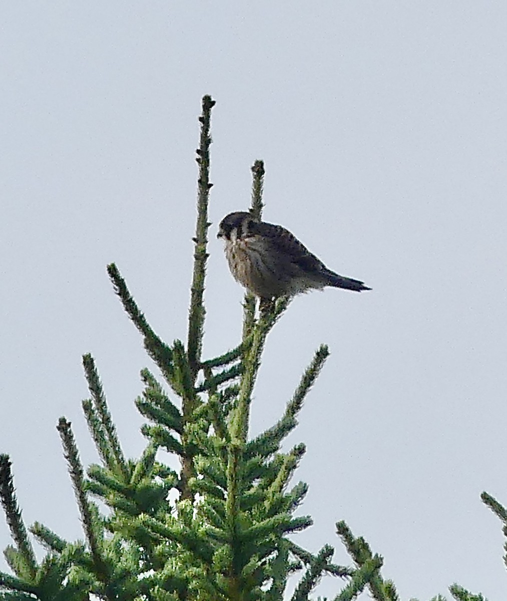 American Kestrel - ML624028820