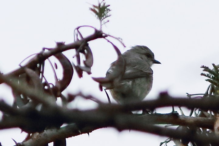 African Gray Flycatcher - ML624028821