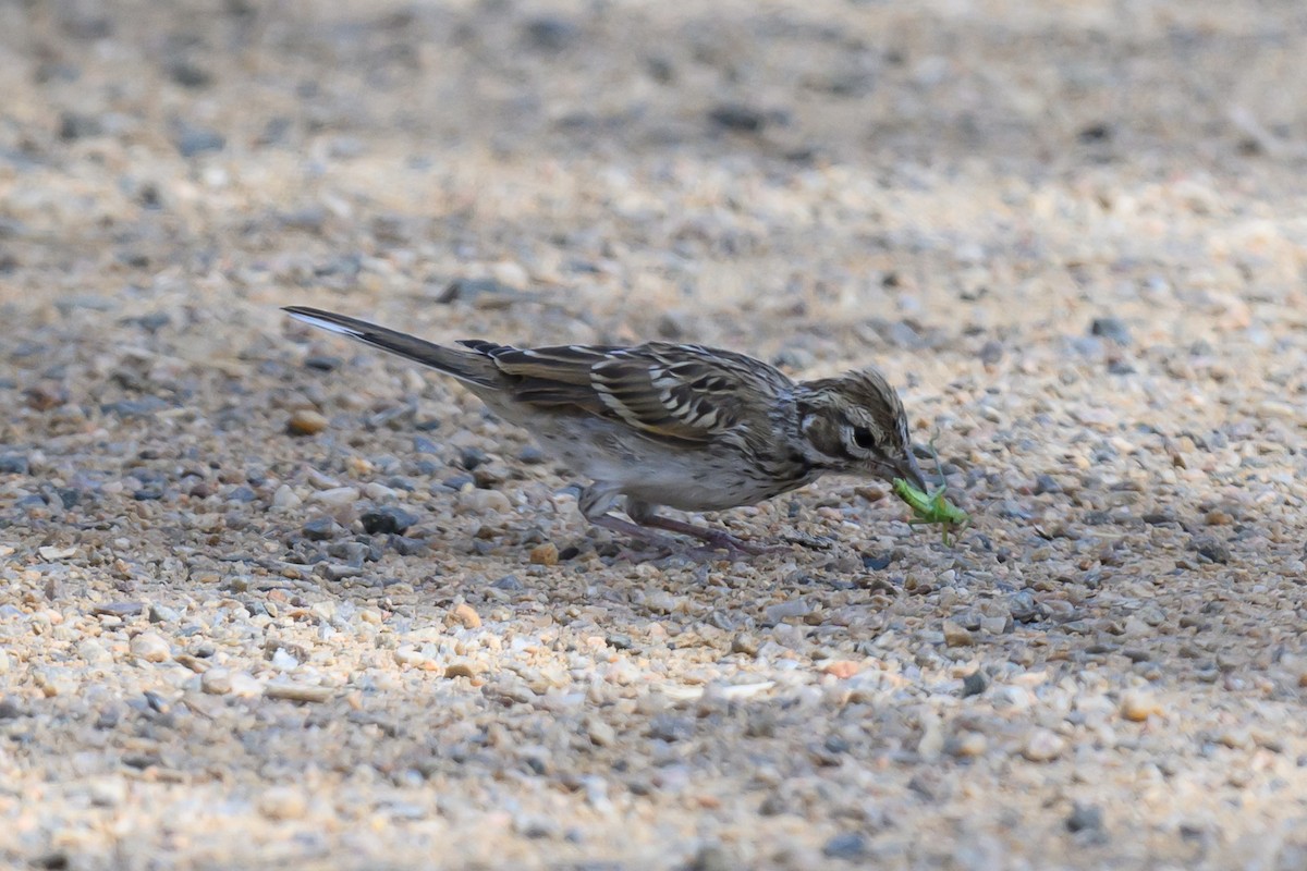 Vesper Sparrow - ML624028822