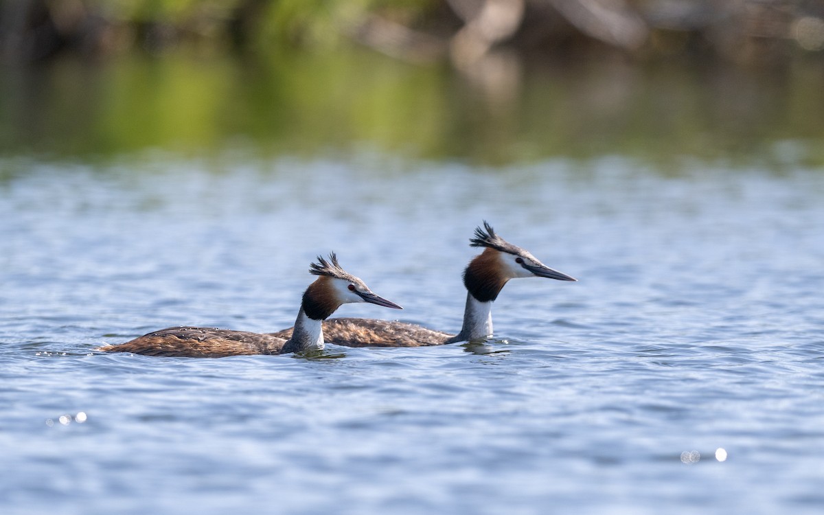 Great Crested Grebe - ML624028824