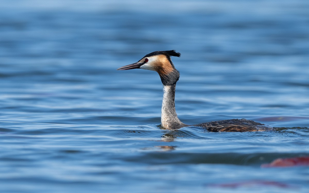 Great Crested Grebe - ML624028825