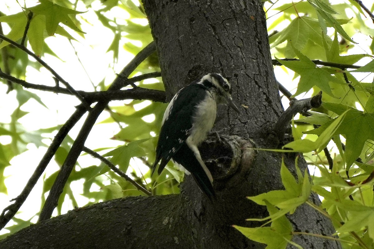 Hairy Woodpecker - Ryan Ludman