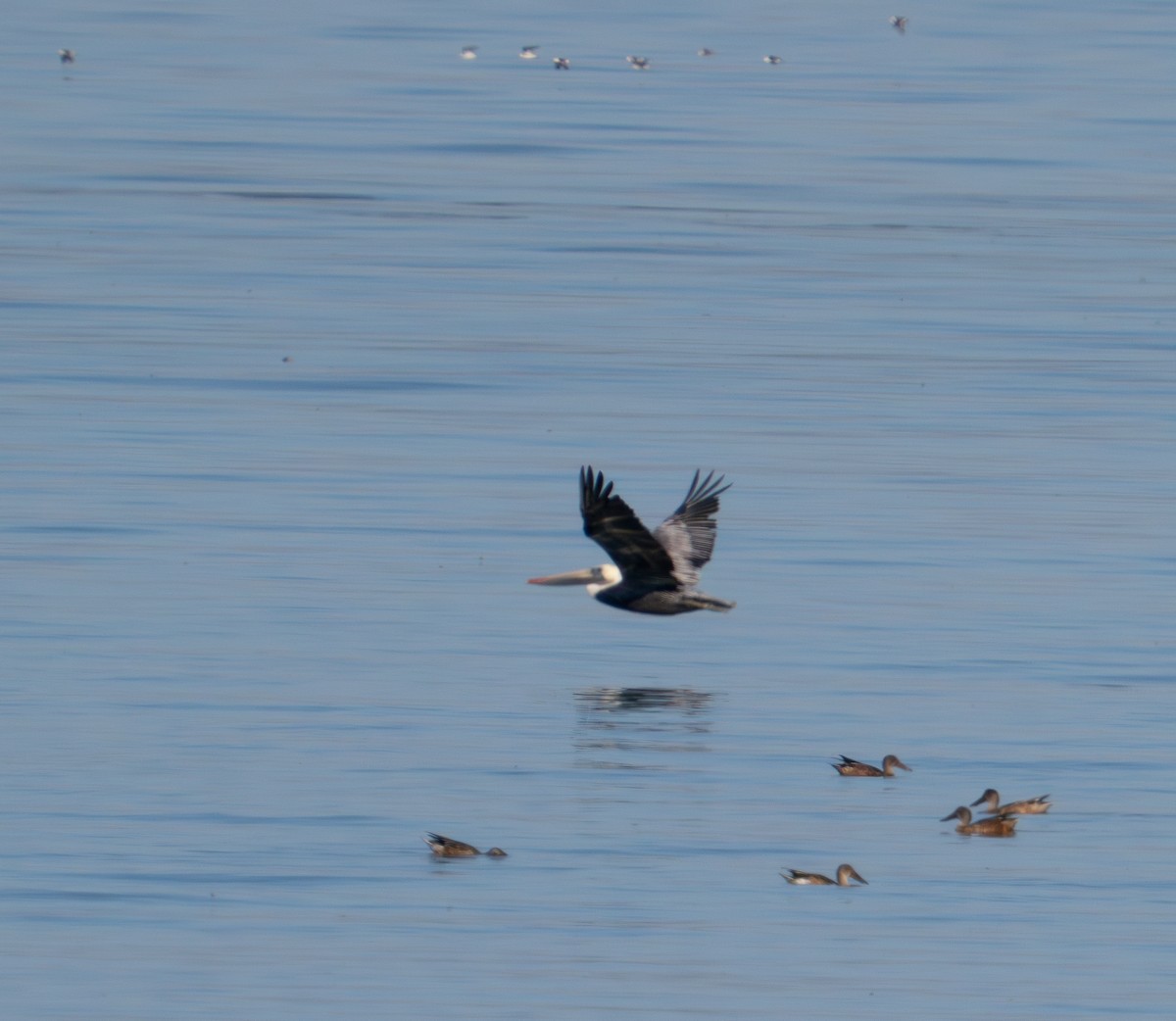 Brown Pelican - ML624028830