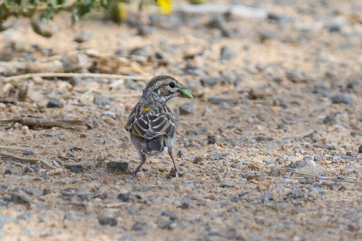 Vesper Sparrow - ML624028834