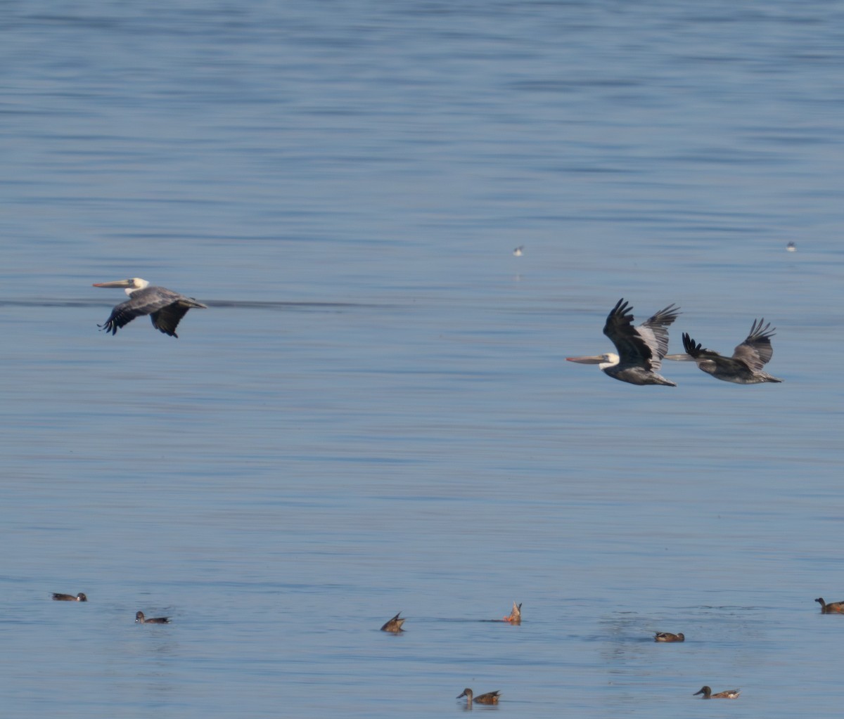 Brown Pelican - ML624028835