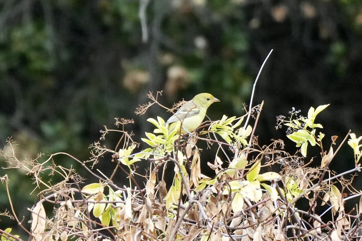 Western Tanager - ML624028836