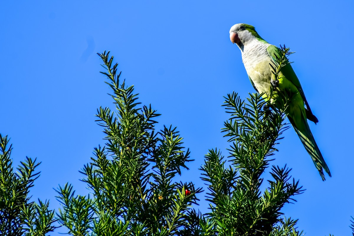 Monk Parakeet - ML624028839