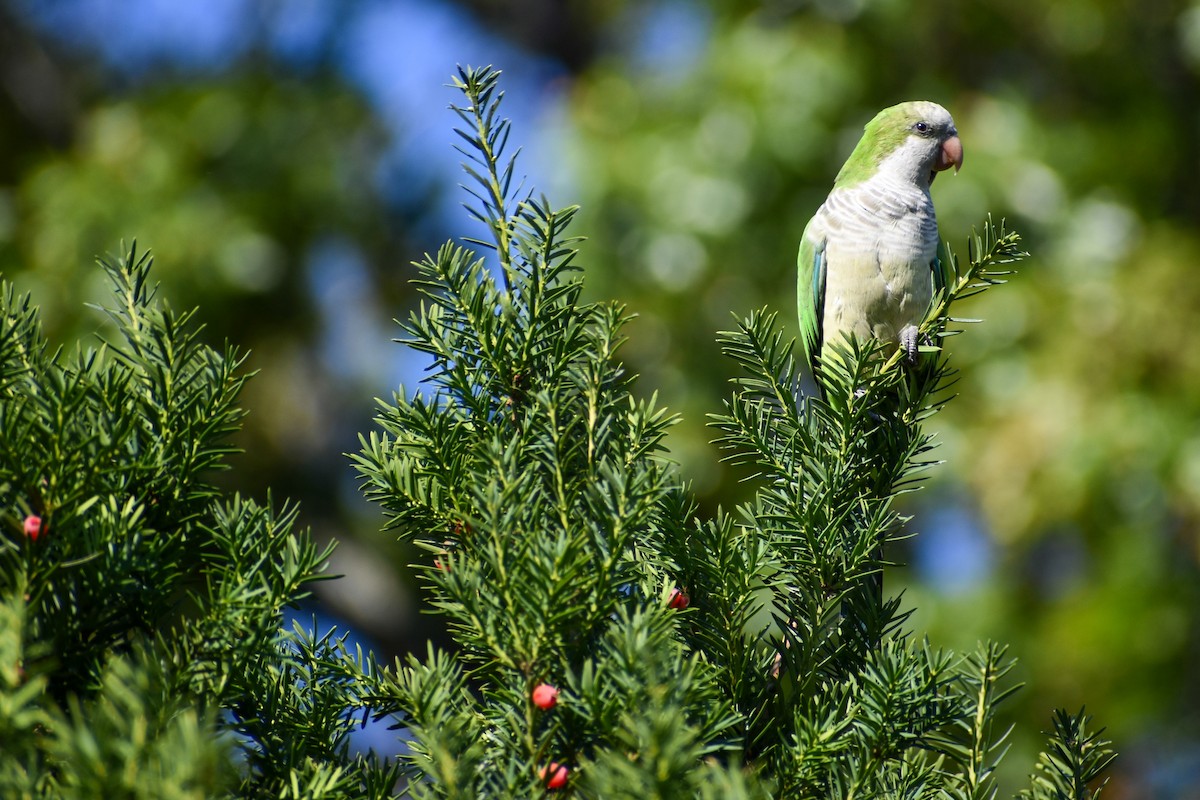 Monk Parakeet - ML624028840