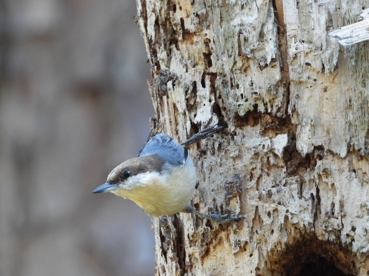 Brown-headed Nuthatch - ML624028841