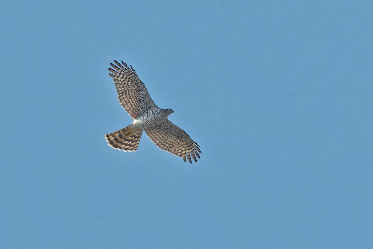 Eurasian Sparrowhawk - ML624028843