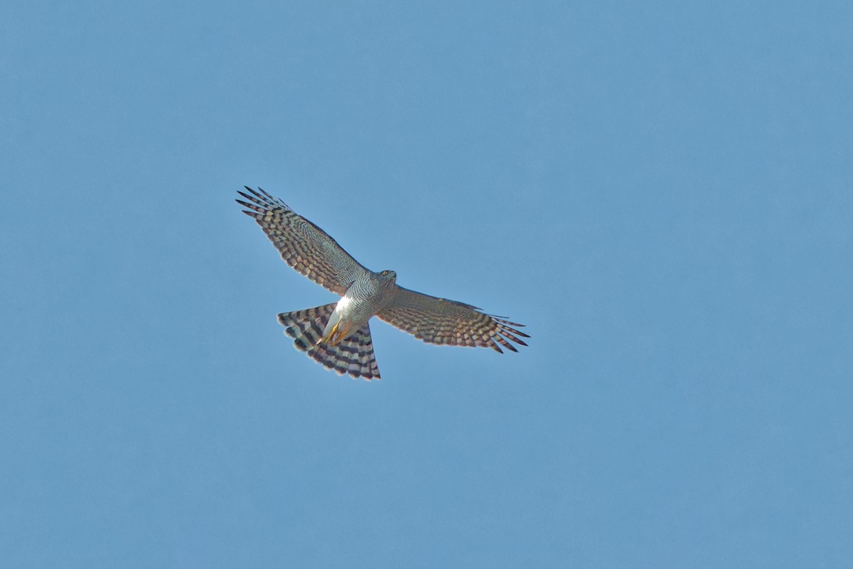 Eurasian Sparrowhawk - ML624028844