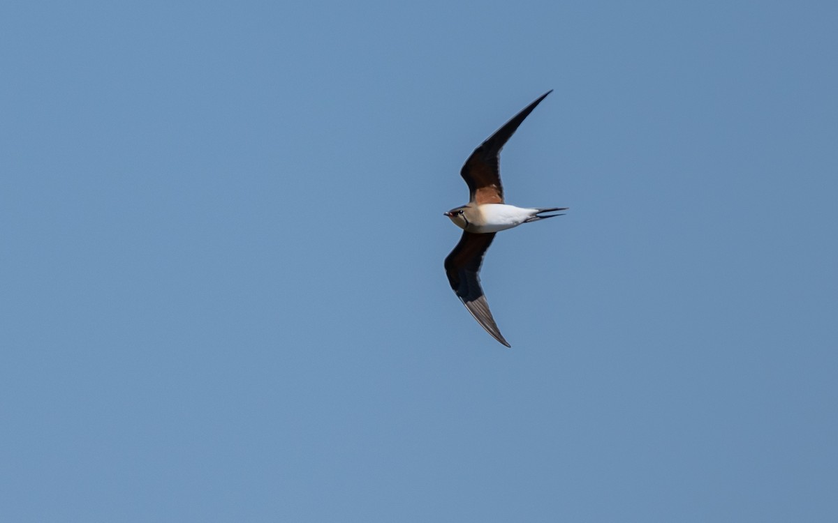 Collared Pratincole - ML624028845