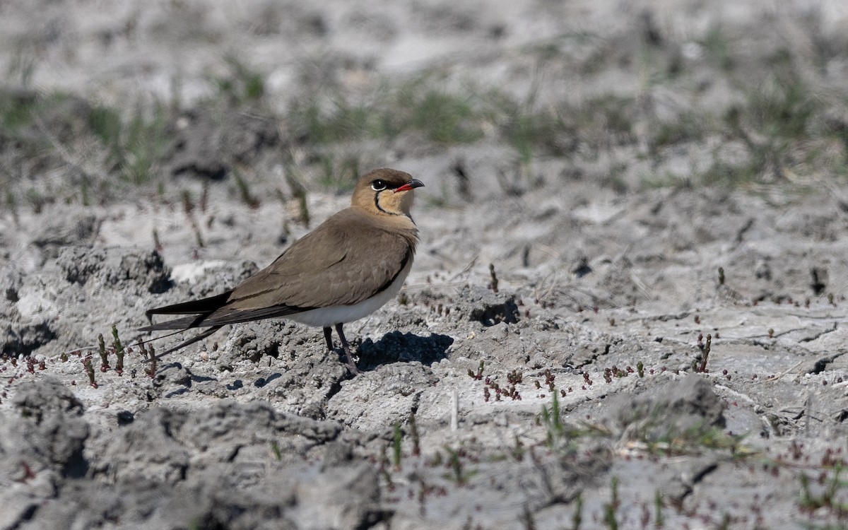 Collared Pratincole - ML624028846