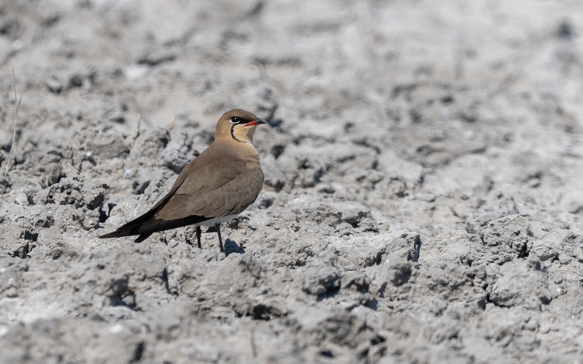 Collared Pratincole - ML624028847