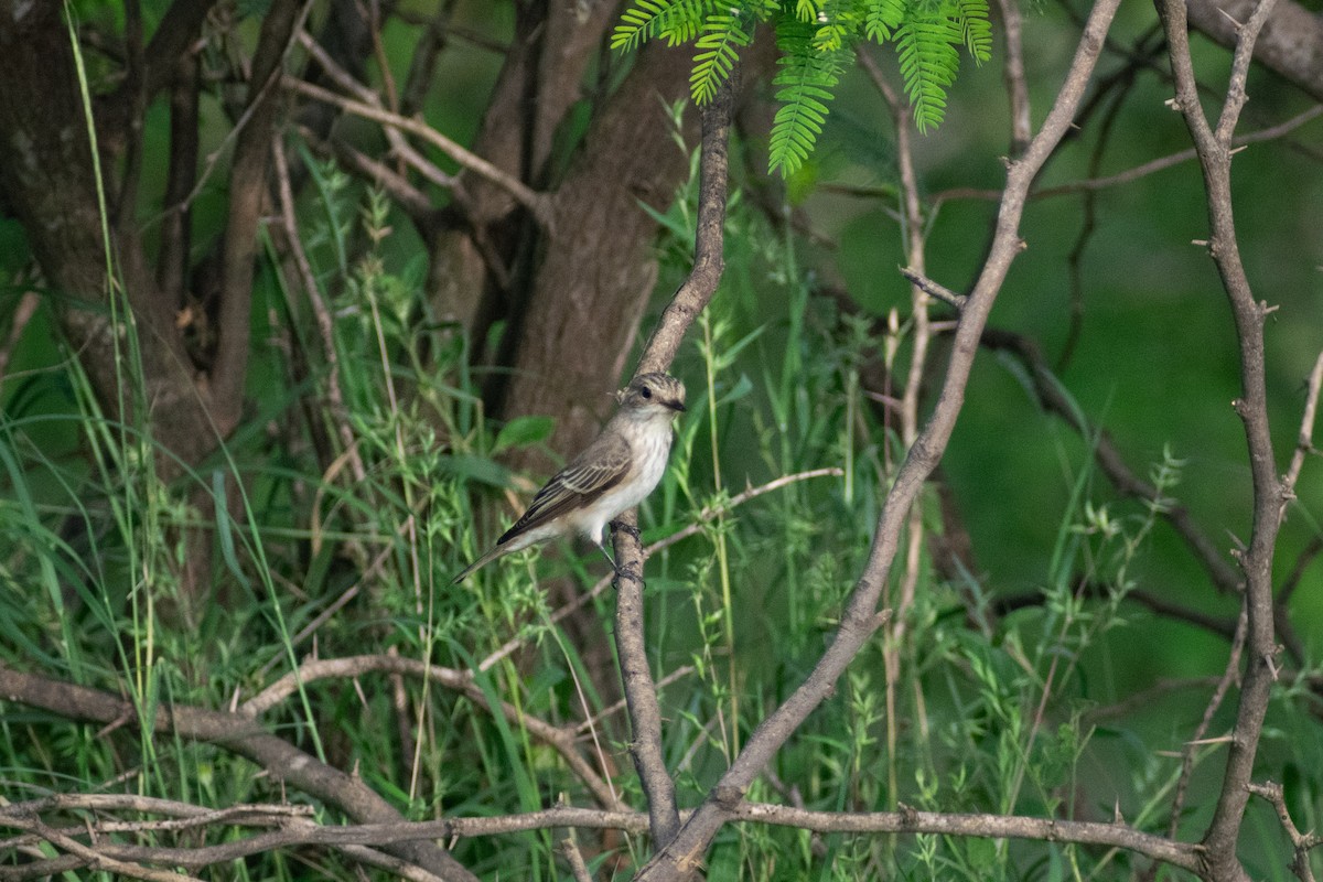 Spotted Flycatcher - ML624028848