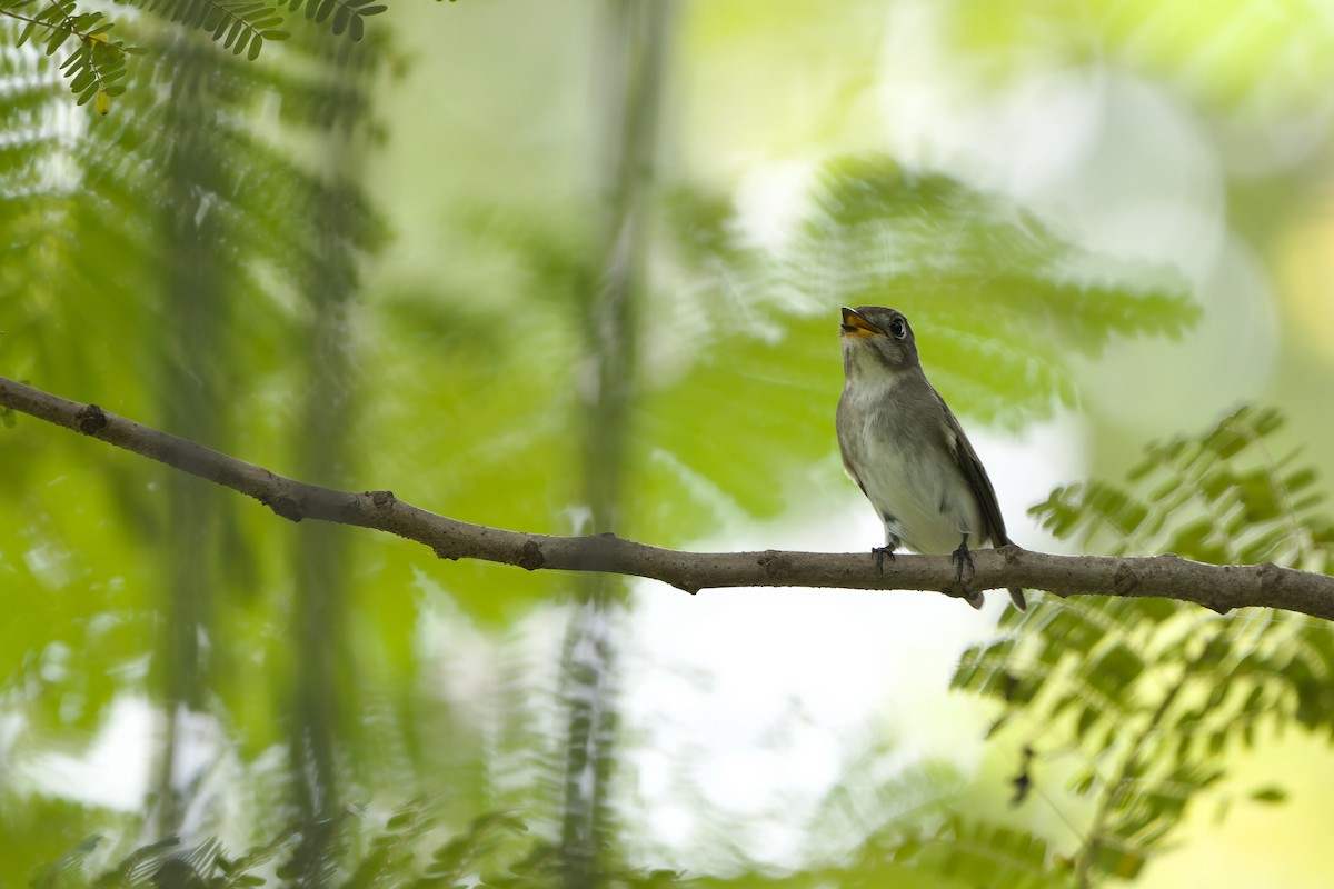 Asian Brown Flycatcher (Northern) - ML624028850