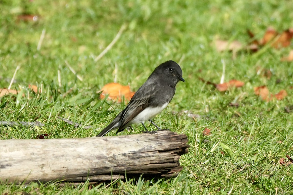 Black Phoebe - ML624028851