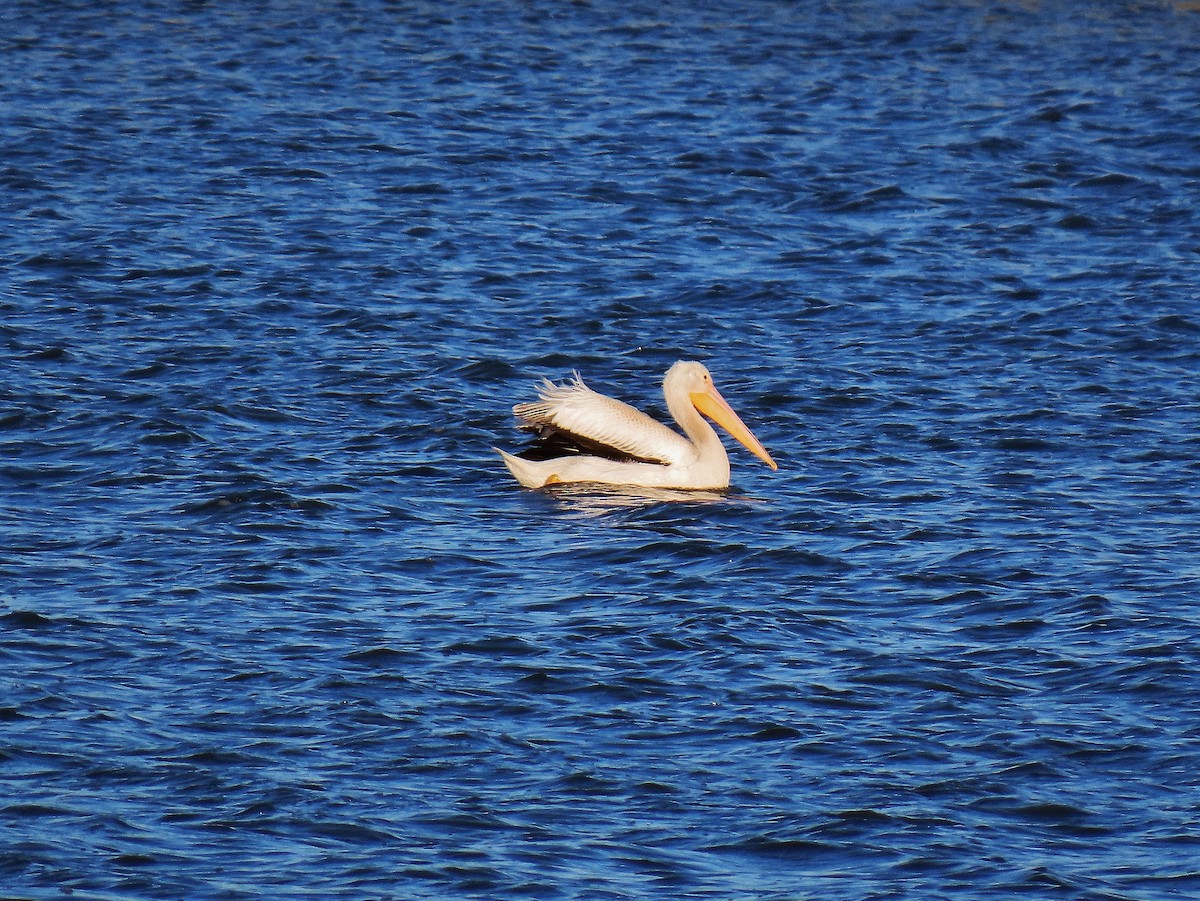 American White Pelican - ML624028854