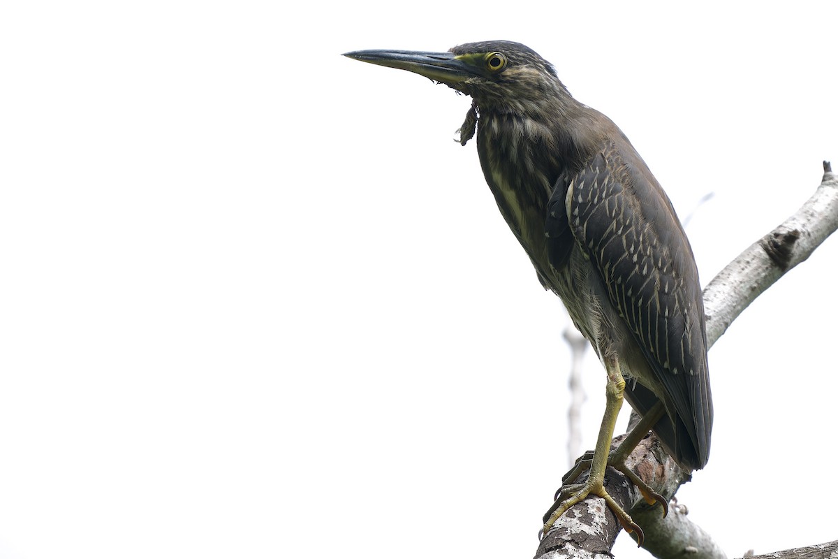 Striated Heron (Old World) - ML624028861