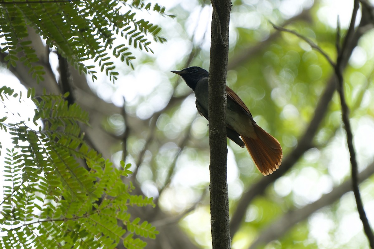 Amur Paradise-Flycatcher - ML624028862