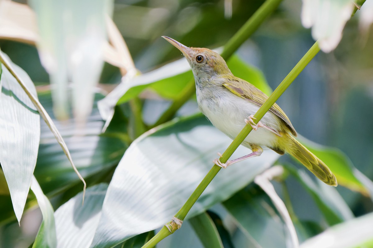 Dunkelkehl-Schneidervogel - ML624028869