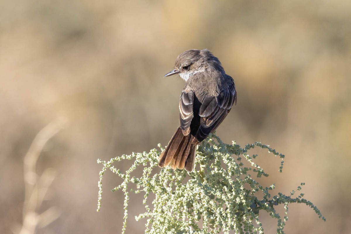 Vermilion Flycatcher - ML624028870