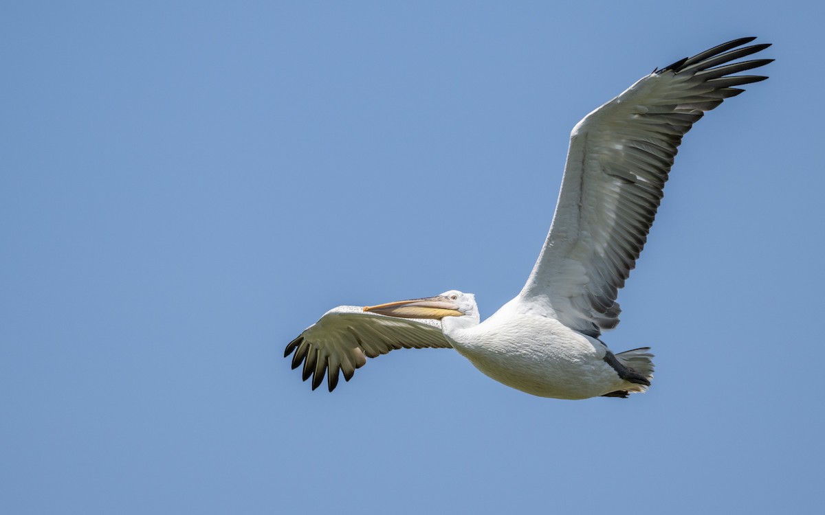 Dalmatian Pelican - ML624028871