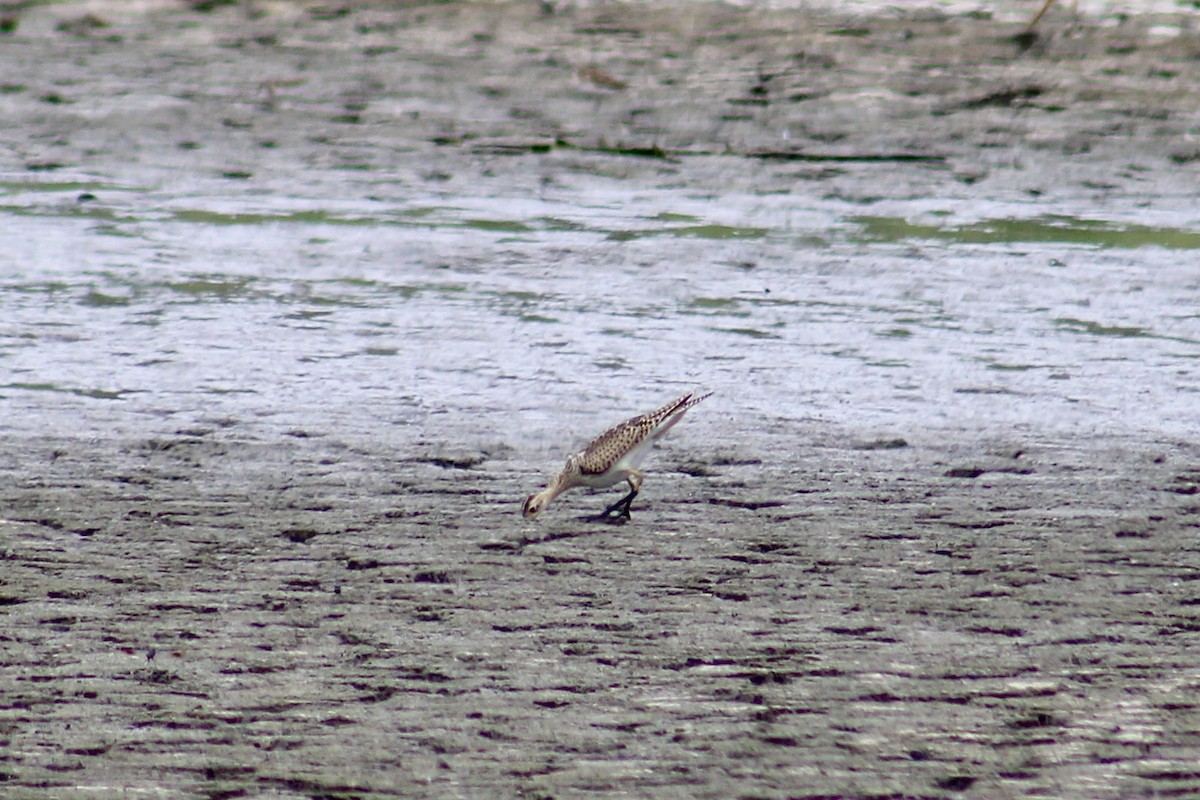 Upland Sandpiper - ML624028872