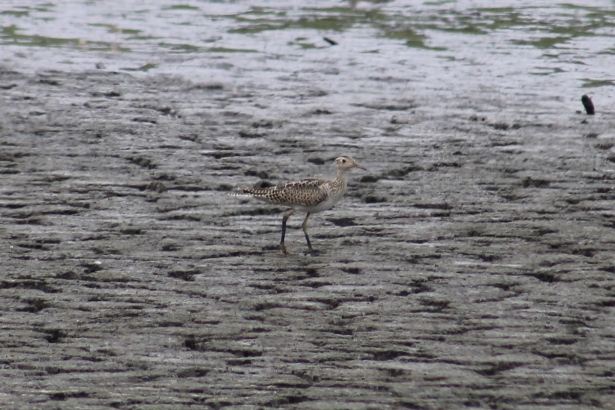 Upland Sandpiper - ML624028873