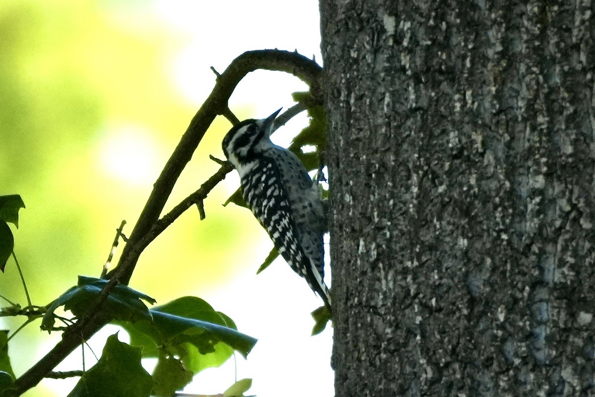 Nuttall's Woodpecker - ML624028875