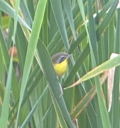 Common Yellowthroat - Colby Merrill