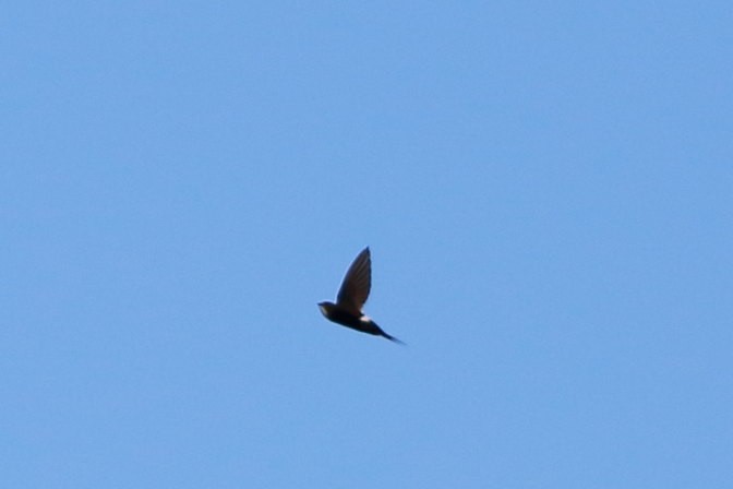 White-rumped Swift - ML624028878