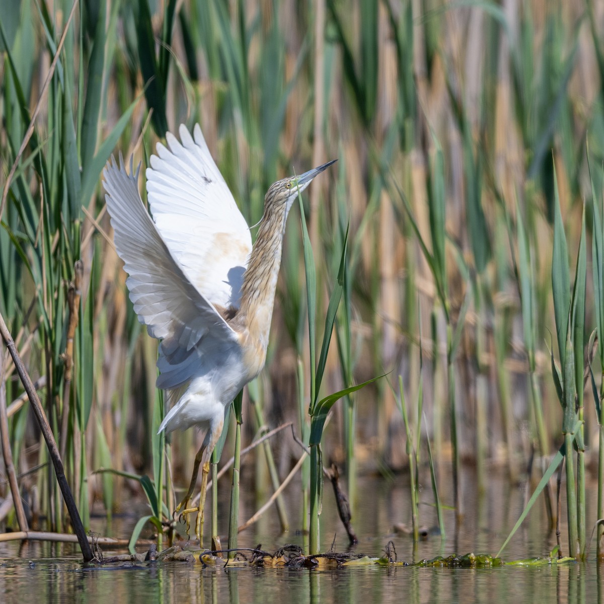 Squacco Heron - ML624028882