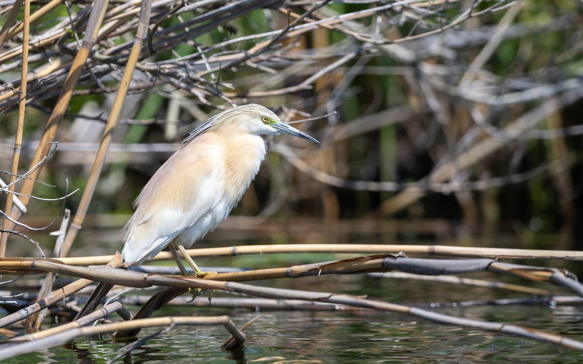 Squacco Heron - ML624028883